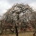 20070217_fuchu_008